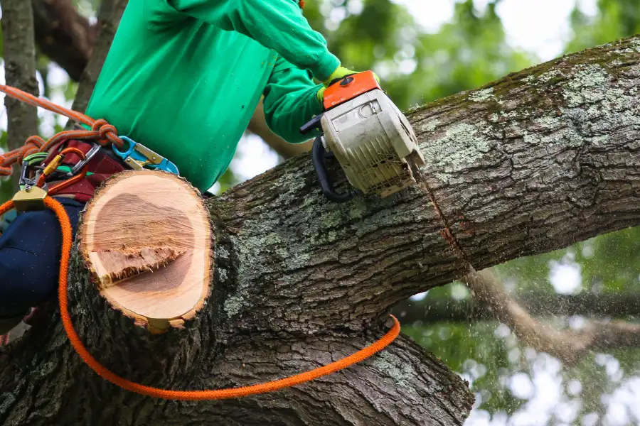 Excellent Tree Trimming Forked River, NJ