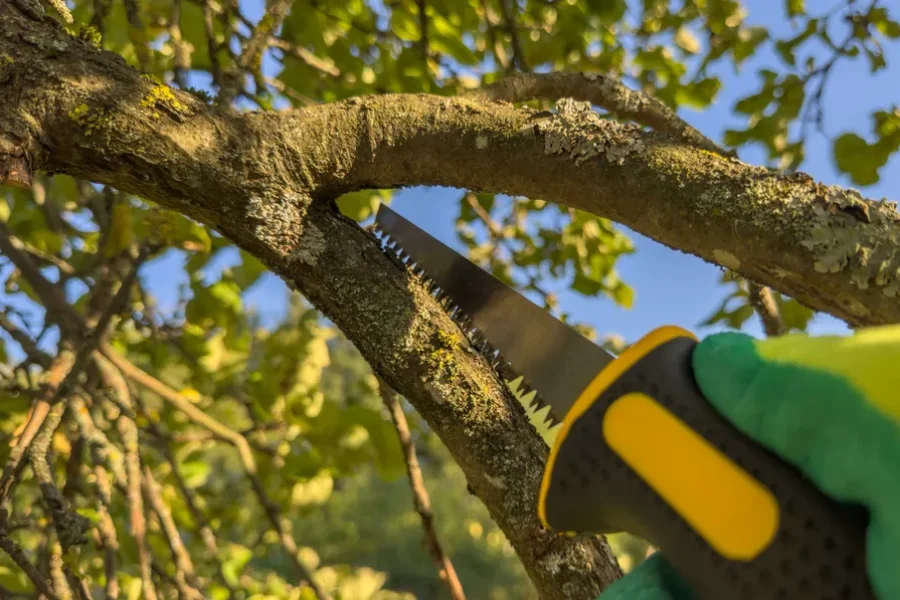 Experienced Tree Trimming Forked River, NJ