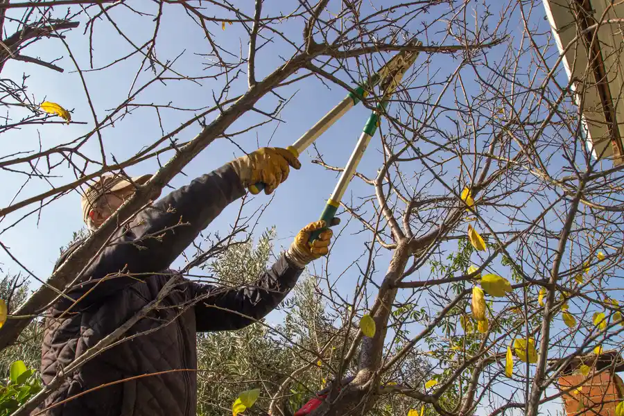 How Professional Tree Trimming Helps Prevent Tree Diseases Forked River, NJ