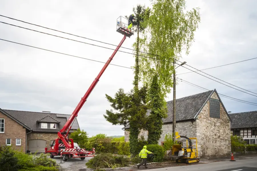 How Professional Tree Trimming Helps Prevent Tree Diseases in Forked River, NJ
