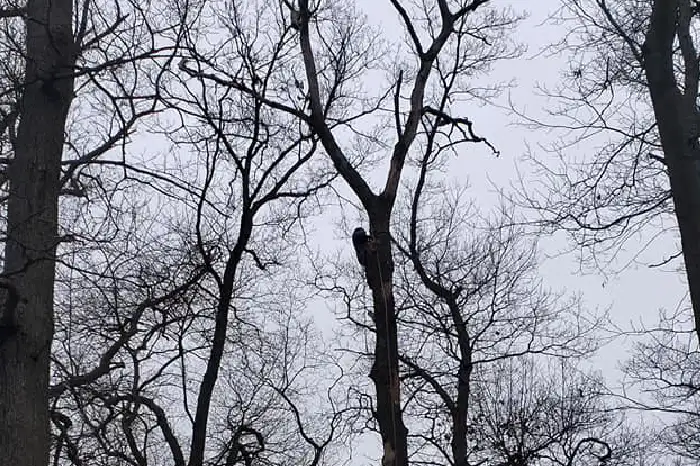 Tree Trimming