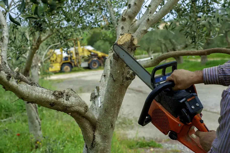 Why Tree Trimming Is Essential For Enhancing Curb Appeal Forked River, NJ