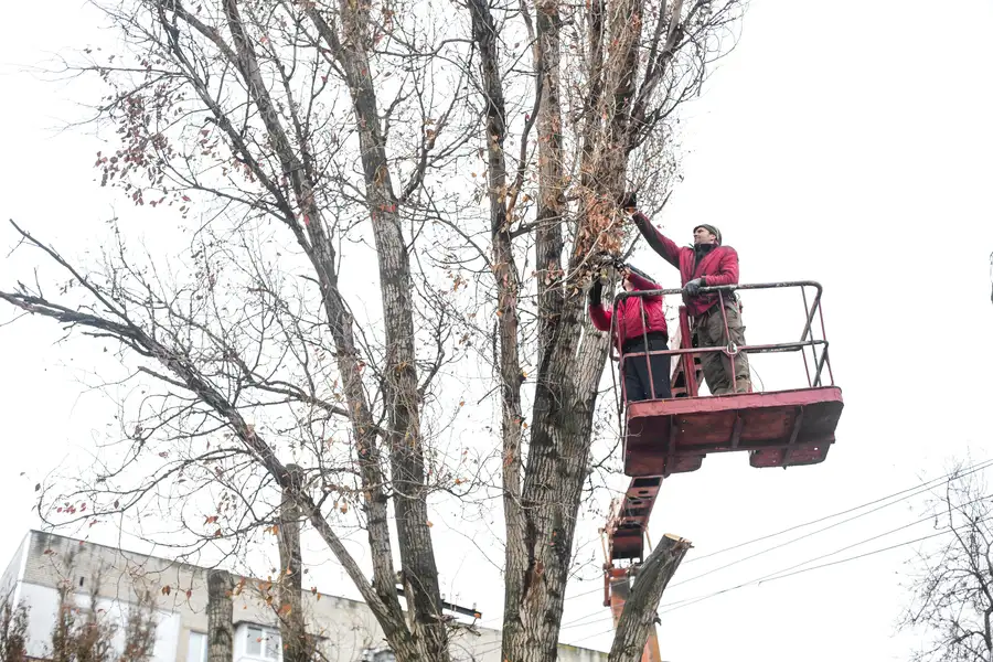 Why Tree Trimming Is Essential For Enhancing Curb Appeal in Forked River, NJ